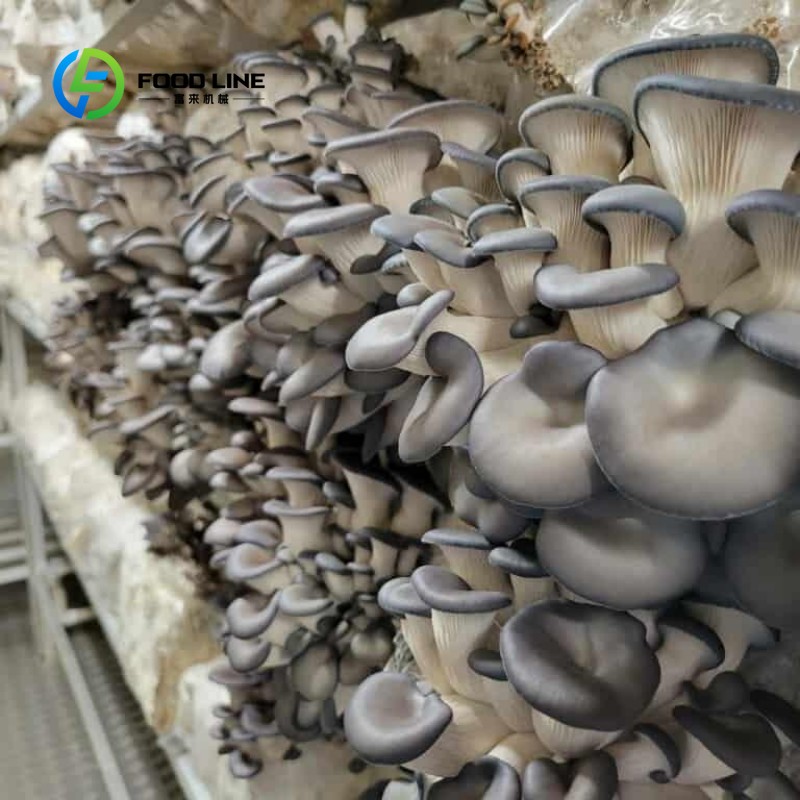 Granja Modular en Contenedores - Urban Farming And Urban Agriculture reseña y precio